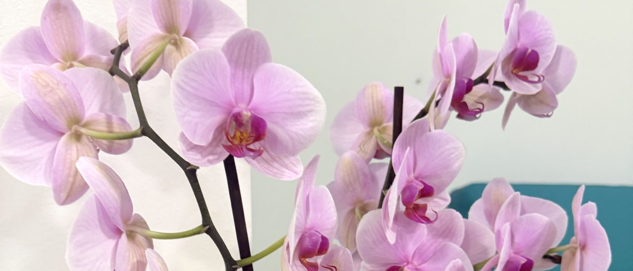 Una orquídea rosada en el consultorio de Corticalia, con el sofá al fondo