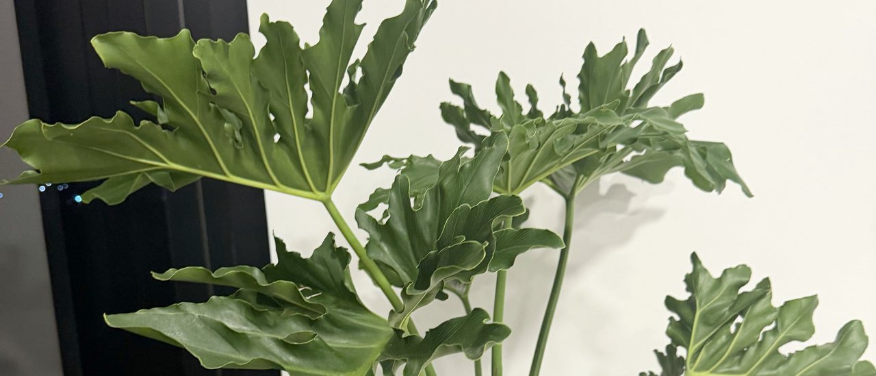 Una planta de hojas grandes junto al ventanal del consultorio