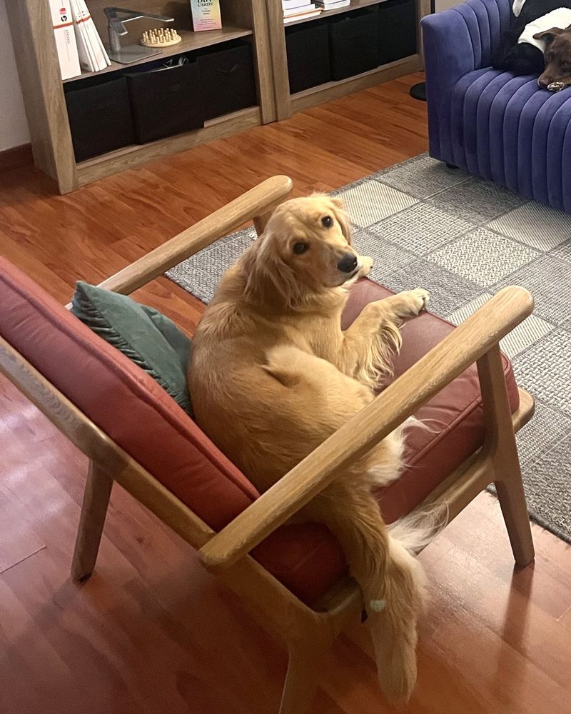 Hanna, terapeuta canina, sentada en un sillón del consultorio